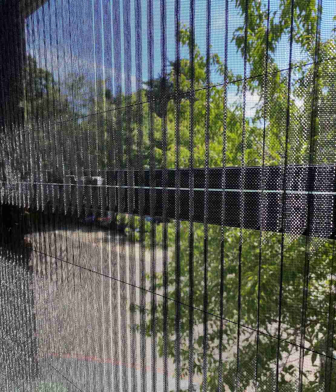 Green tree branches and blue sky are visible through a close-up of insect screens with vertical lines on a window.